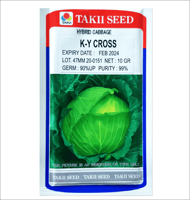 Cabbage – Tropical Green F1