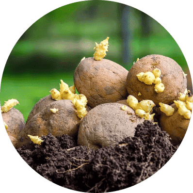 Seed Potatoes