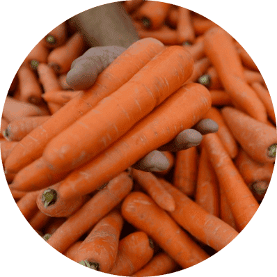 Carrot