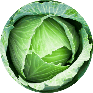 Cabbage
